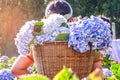 Asian woman kept Hydrangea flowers in a basket carrying her back