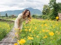 Asian woman looking at yellow cosmos flower on wooden path. flower field in Nan, Thailand.