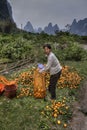 Asian woman packs freshly picked fruit harvest in orange garden.