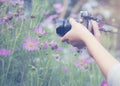 Asian woman Photography using digital camera shoot a cosmos image in the beautiful cosmos garden Royalty Free Stock Photo