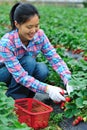 Asian woman picking strawberry Royalty Free Stock Photo