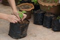 Asian woman planting pepper plant in black plastic bag, Agriculture