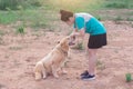 Asian woman playing with her golden retriever dog in a park outdoors Royalty Free Stock Photo