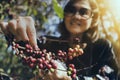 Asian woman smiling face happiness emotion near raw coffee seed on tree branch Royalty Free Stock Photo