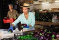 Asian woman sorting harvested eggplants at warehouse of vegetable farm Royalty Free Stock Photo