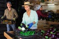 Asian woman sorting harvested eggplants at warehouse of vegetable farm Royalty Free Stock Photo