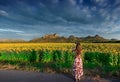 Asian woman take photo Sunflowers field at Khao Jeen Lae,Lopburi Province,Thailand Royalty Free Stock Photo