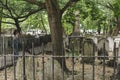 Asian woman is taking a photo of a flying dove between the tombs in a cemetery