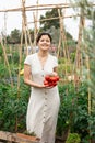 Asian woman tomatoes harvest Royalty Free Stock Photo