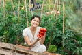 Asian woman tomatoes harvest Royalty Free Stock Photo