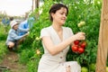 Asian woman tomatoes harvest Royalty Free Stock Photo