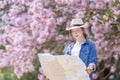 Asian woman tourist holding city map while walking in the park at cherry blossom tree during spring sakura flower festival concept Royalty Free Stock Photo