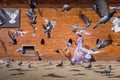 Asian woman tourist walks through the middle of a pigeon next to Tha Phae Gate in Chiang Mai, Thailand