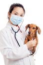 Asian woman veterinarian with dachshund dog