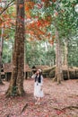 Asian woman visitting and enjoying with red maple foliage and wooden hut in School of Political and Military at Phu Hin Rong Kla Royalty Free Stock Photo