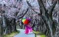 Asian woman walking in a cherry blossom garden on a spring day Rows of cherry trees in Kyoto Japan Royalty Free Stock Photo