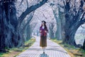 Asian woman walking in a cherry blossom garden on a spring day Rows of cherry trees in Kyoto Japan