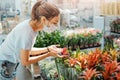Woman wearing face mask looking at potted plant at retail store. Shopping for flowers during coronavirus pandemic Royalty Free Stock Photo