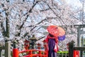 Asian woman wearing japanese traditional kimono and cherry blossom in spring, Kyoto temple in Japan Royalty Free Stock Photo