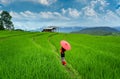 Asian woman wearing thai culture traditional at rice terrace of Ban pa bong piang in Chiang mai, Thailand