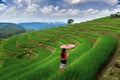 Asian woman wearing thai culture traditional at rice terrace of Ban pa bong piang in Chiang mai, Thailand Royalty Free Stock Photo