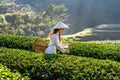 Asian woman wearing Vietnam culture traditional in green tea field Royalty Free Stock Photo