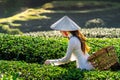 Asian woman wearing Vietnam culture traditional in green tea field Royalty Free Stock Photo