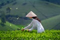 Asian woman wearing Vietnam culture traditional in green tea field, Vietnam Royalty Free Stock Photo