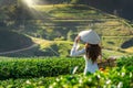 Asian woman wearing Vietnam culture traditional in green tea field Royalty Free Stock Photo