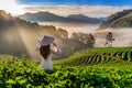 Asian woman wearing Vietnam culture traditional in strawberry garden on Doi Ang Khang , Chiang Mai, Thailand. Royalty Free Stock Photo