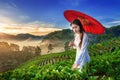 Asian woman wearing Vietnam culture traditional in strawberry garden on Doi Ang Khang , Chiang Mai, Thailand. Royalty Free Stock Photo