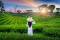 Asian woman wearing Vietnam culture traditional in tea plantation in Chiang Rai, Thailand Royalty Free Stock Photo