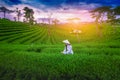 Asian woman wearing Vietnam culture traditions in Choui Fong Tea Farm Chiangrai, Thailand