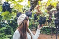 Asian Woman winemaker checking grapes in vineyard Royalty Free Stock Photo
