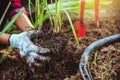 Asian women being dig the ground Planting lemongrass. Vegetable kitchen garden