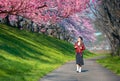 Asian women look at cherry blossoms in a park, a romantic walkway with cherry blossoms in Japan