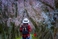 Asian women look at cherry blossoms in a park, a romantic walkway with cherry blossoms in Japan