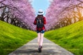 Asian women look at cherry blossoms in a park, a romantic walkway with cherry blossoms in Japan