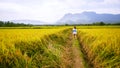 Asian women travel Rice fields Golden yellow On the mountains in the holiday. happy and enjoying a beautiful nature. travelling in Royalty Free Stock Photo