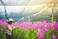 Asian women wear long-sleeve plaid shirts. Orchid farm exporting for sale abroad.