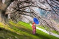 Asian women wear traditional kimonos Looking at Sakura tree,Japan Royalty Free Stock Photo