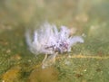 Asian Woolly Hackberry Aphid