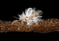 Asian Woolly Hackberry Aphid, Shivaphis celti