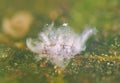 Asian Woolly Hackberry Aphid, Shivaphis celti