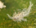 Asian Woolly Hackberry Aphid Royalty Free Stock Photo