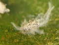 Asian Woolly Hackberry Aphid