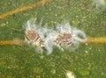 Asian Woolly Hackberry Aphid, Shivaphis celti