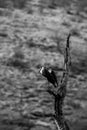 Asian woolly-necked stork or Asian whitenecked stork bird pair on a dead tree perch with beautiful isolated background at ranthamb Royalty Free Stock Photo