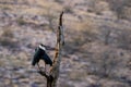 Asian woolly-necked stork or Asian whitenecked stork bird pair on a dead tree perch with beautiful isolated background at ranthamb Royalty Free Stock Photo