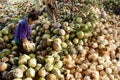 Asian worker, coconut, Vietnamese, Mekong Delta